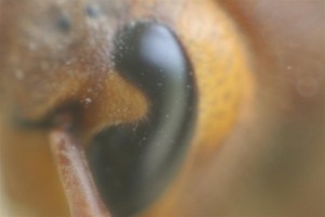 hornet