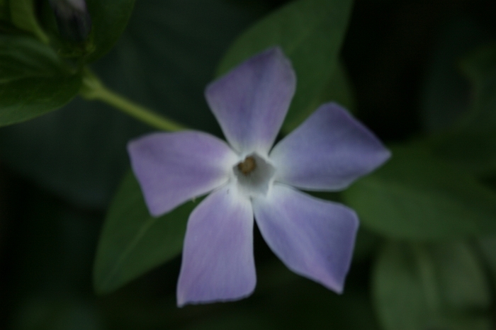 Original image