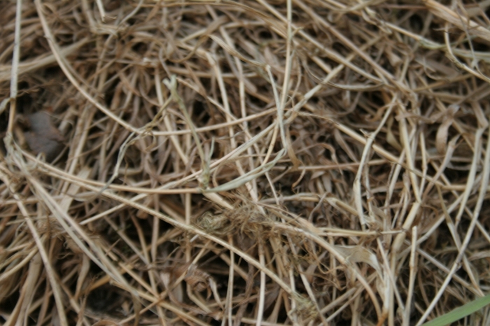 Original image