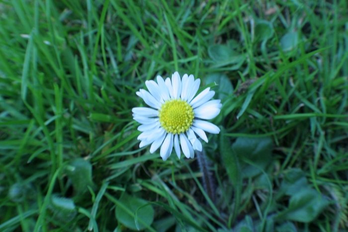 Original image