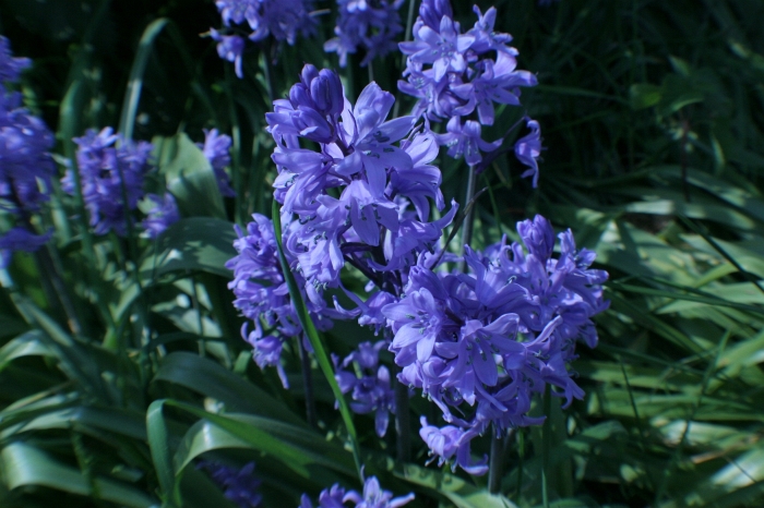 Original image
