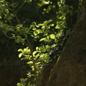 S_IMG_0404