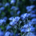 s_EDIT_1_IMG_0703
