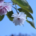 sp_IMG_0676
