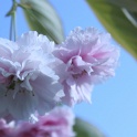sp_IMG_0678
