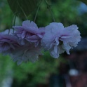 sp_IMG_0681