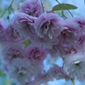 sp_IMG_0682