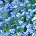 sp_IMG_0685