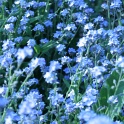 sp_IMG_0687