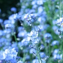 sp_IMG_0690