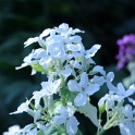 sp_IMG_0695