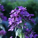 sp_IMG_0698
