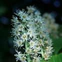 sp_IMG_0722