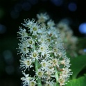 sp_IMG_0726