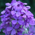 sp_IMG_0738