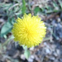 sp_IMG_0749