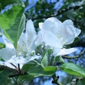 sx_IMG_0662