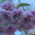 sx_IMG_0683